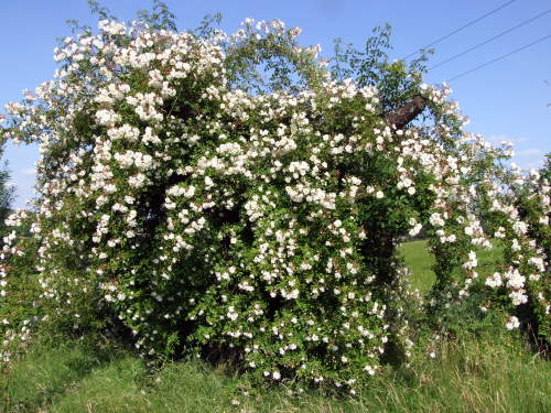 Ramblerrose lykkefund