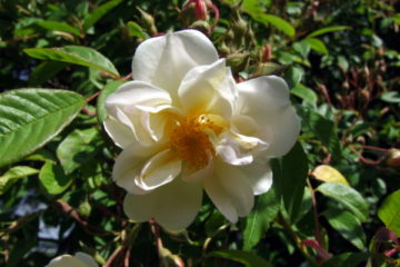 Ramblerrose