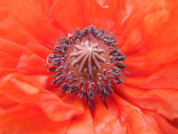 Roter Mohn im Garten