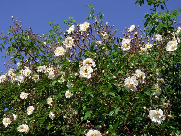 Lykkefund Rose