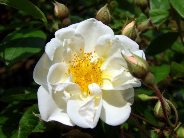 Ramblerrose Lykkefund