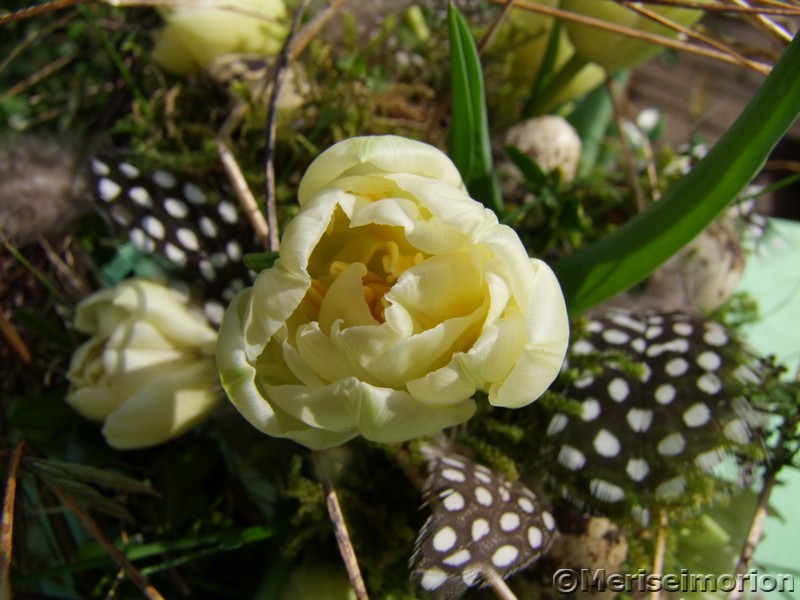 cremefarbene Tulpen