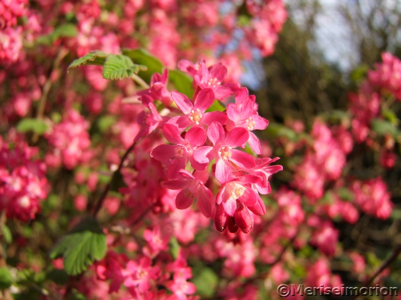 Spaziergang im FrÃ¼hlingsgarten