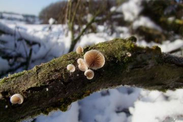 Pilze im Schnee