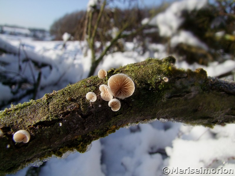 Pilze im Schnee