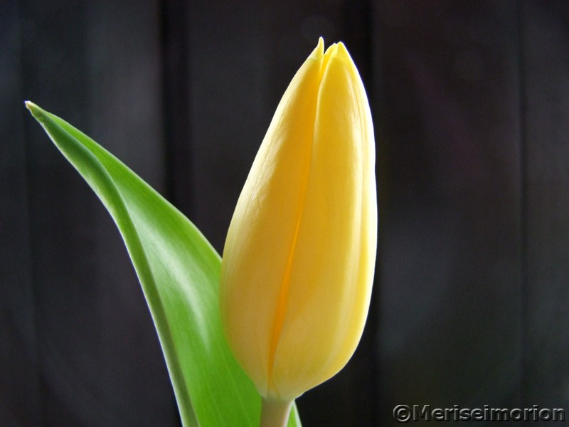 Tischdeko Tulpen