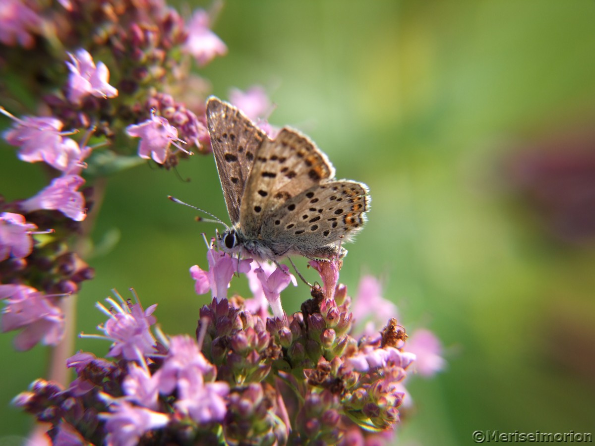 Schmetterling auf Majoran