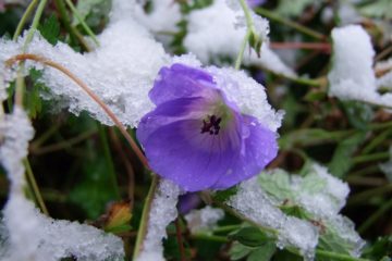 Storchschnabel BlÃ¼te