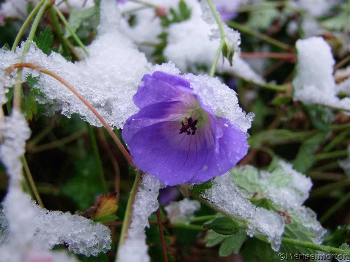 Storchschnabel BlÃ¼te