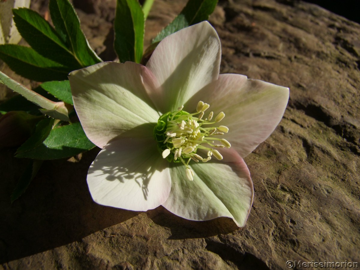 Christrosen BlÃ¼te