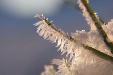 Eiskristalle am Grashalm