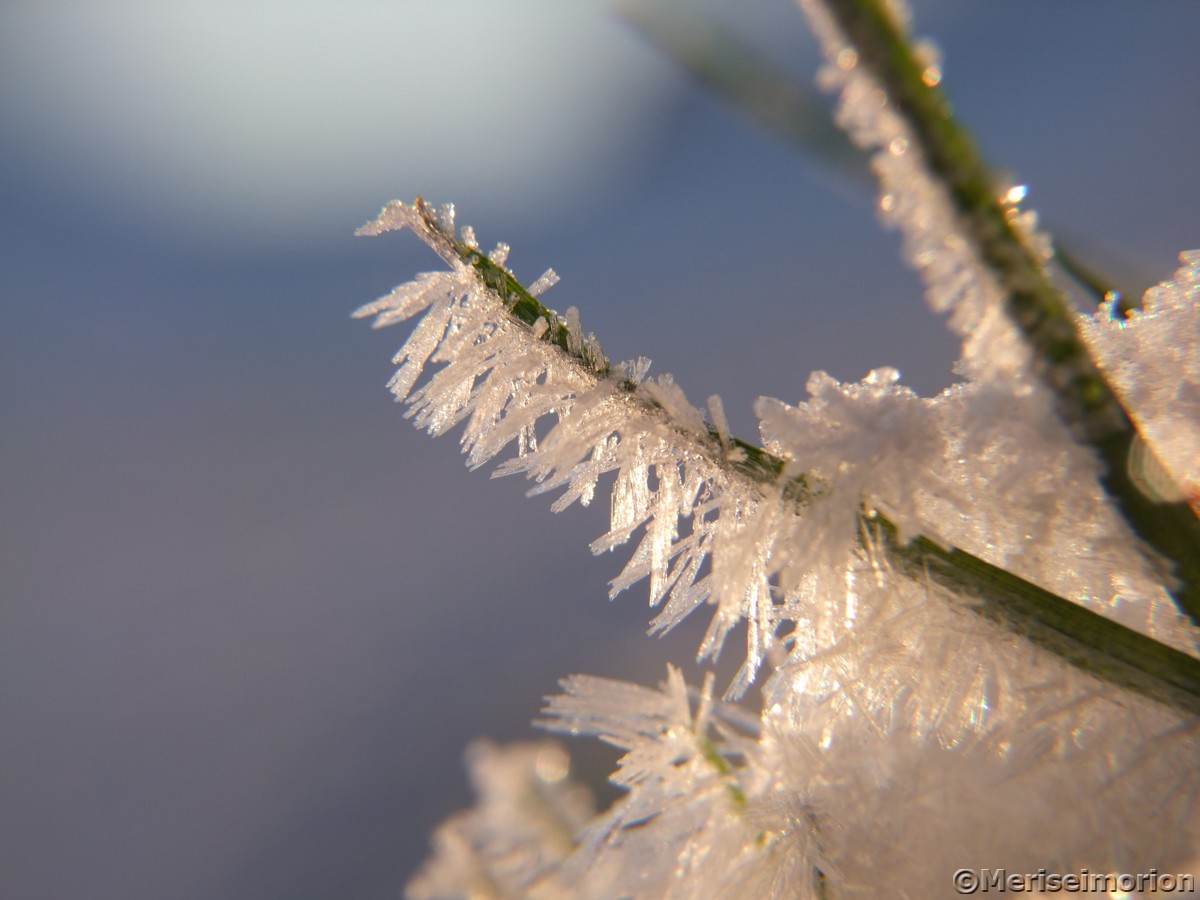 Eiskristalle am Grashalm