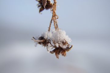 HimbeerfrÃ¼chte im Schnee