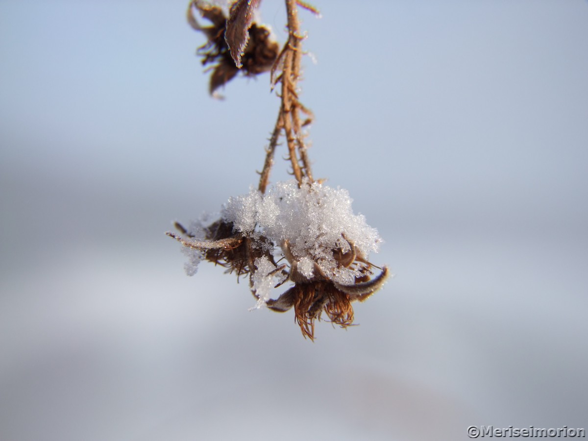 HimbeerfrÃ¼chte im Schnee