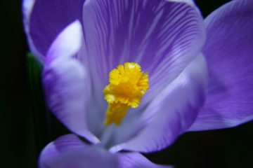 KrokusblÃ¼te mit Stempel