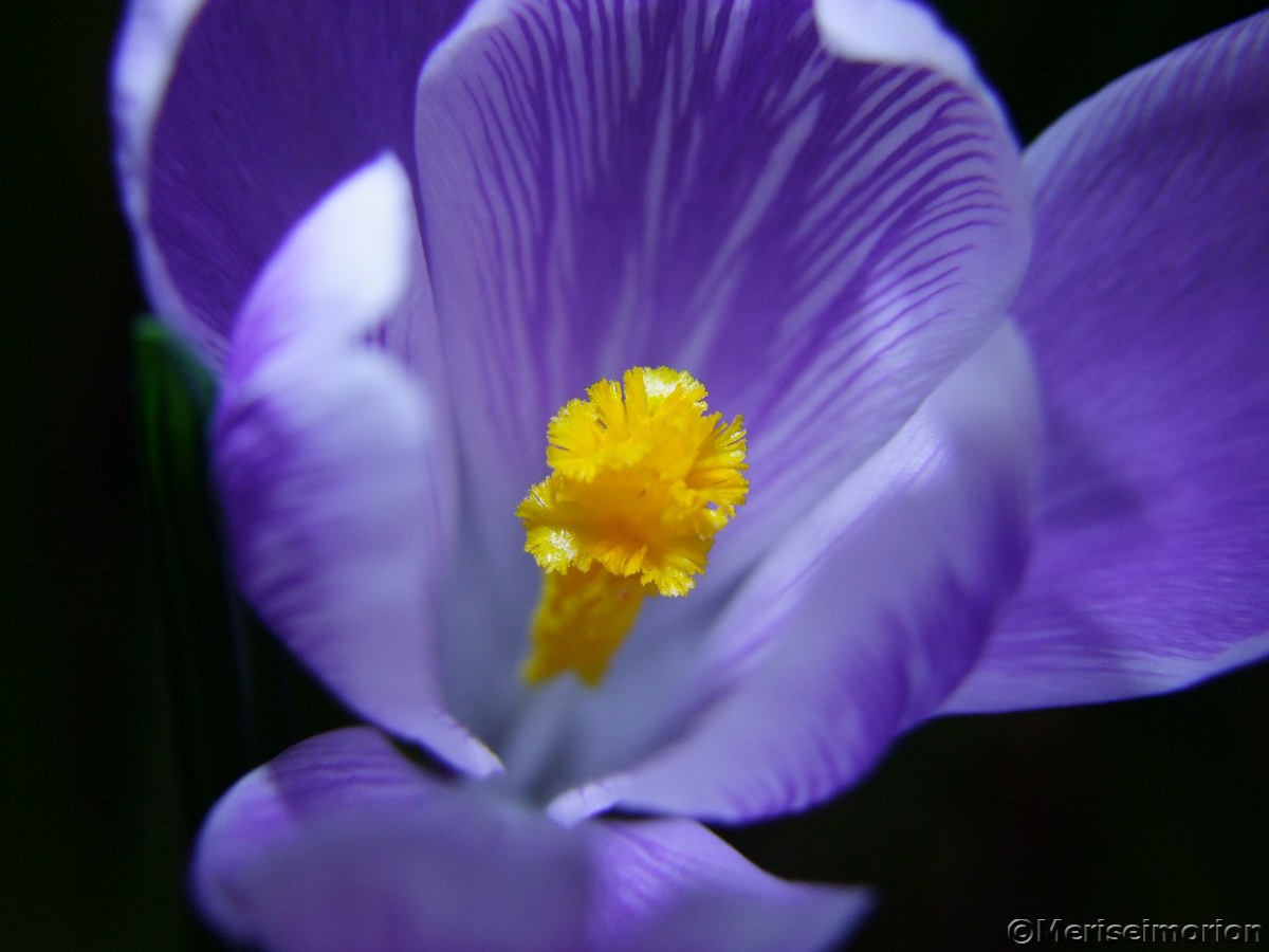 KrokusblÃ¼te mit Stempel