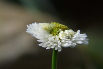 Bellis perennis