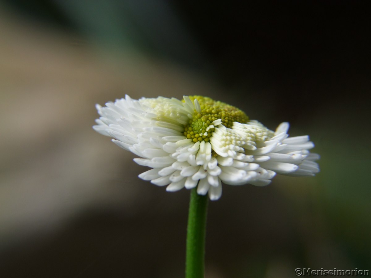 Bellis perennis