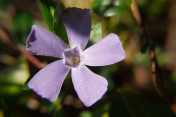 blaue Blumen, ImmergrÃ¼n