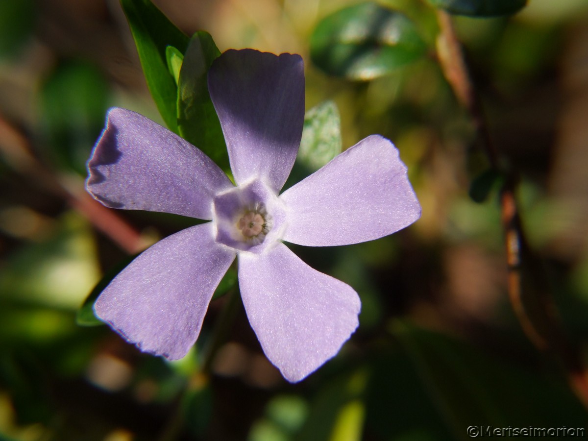 blaue Blumen, ImmergrÃ¼n