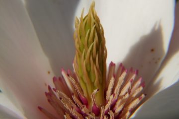 Magnolienbaum BlÃ¼te