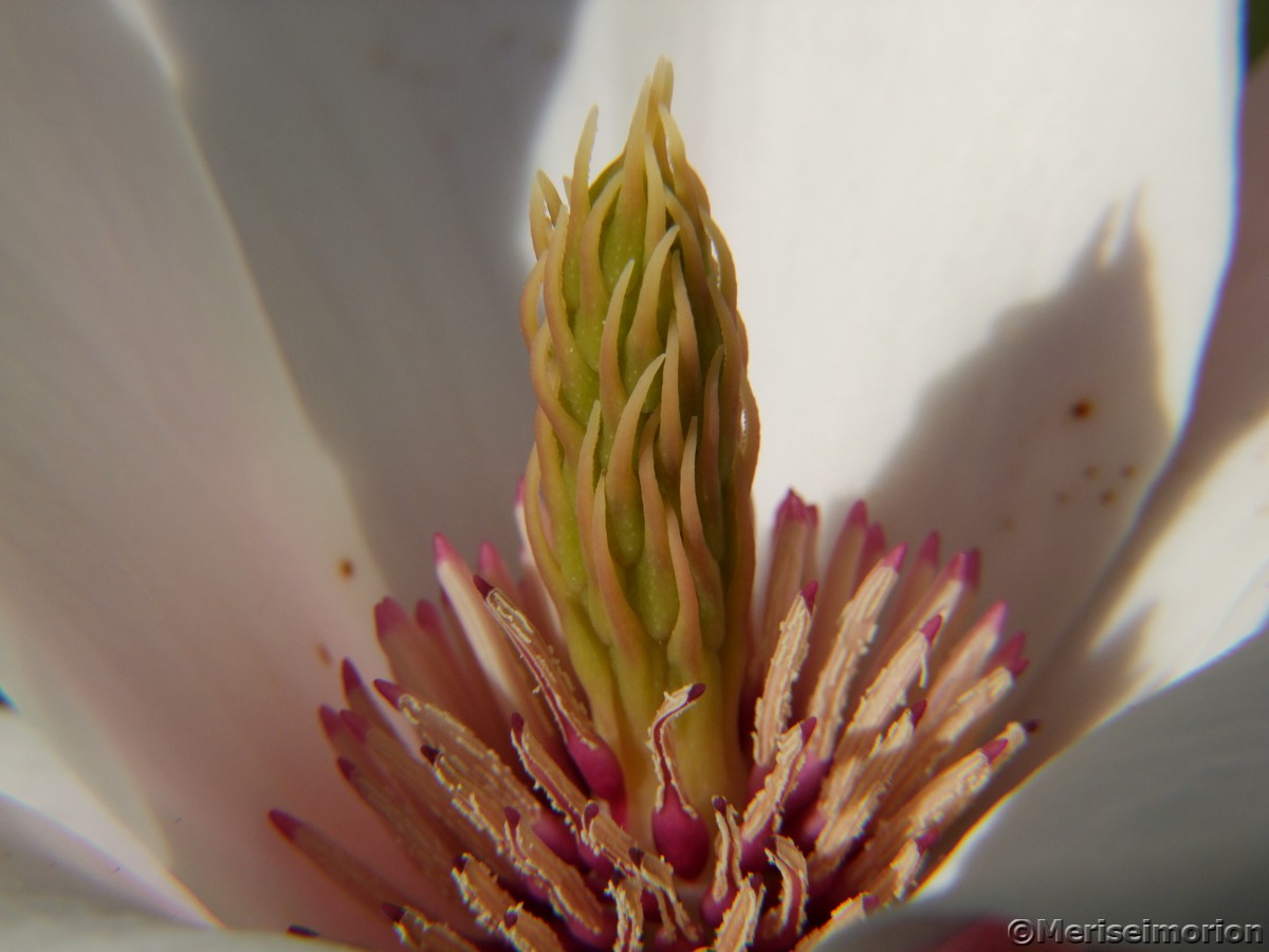 Magnolienbaum BlÃ¼te