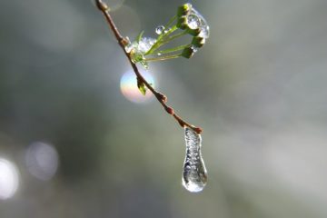 Prachtspiere mit Eistropfen