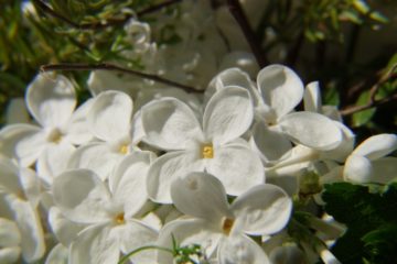 WeiÃŸer Flieder Garten