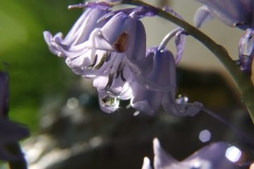 HasenglÃ¶ckchen mit Wassertropfen