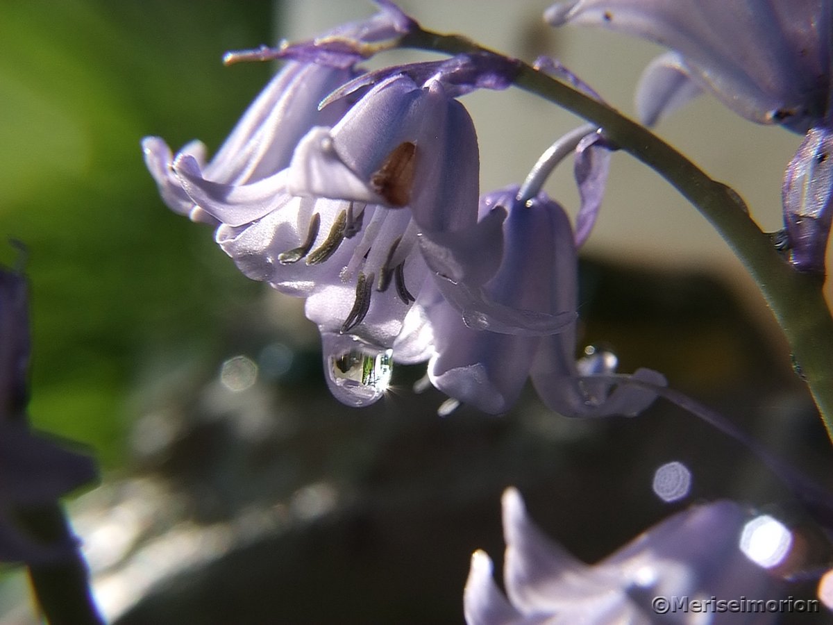 HasenglÃ¶ckchen mit Wassertropfen