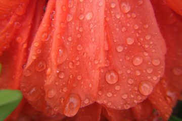 Mohnblume im Regen
