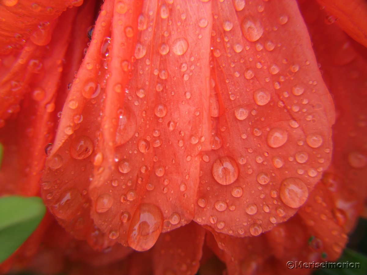 Mohnblume im Regen