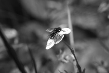 Walderdbeere BlÃ¼te