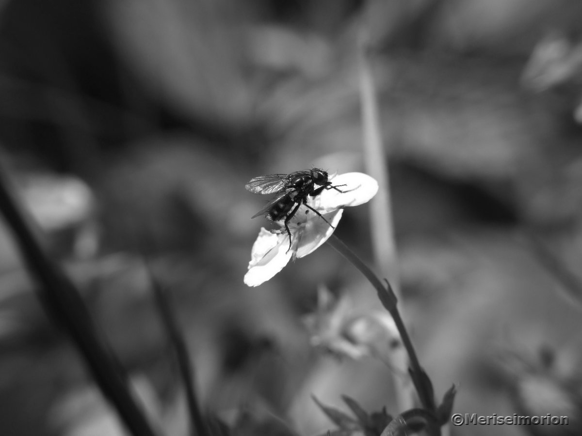 Walderdbeere BlÃ¼te