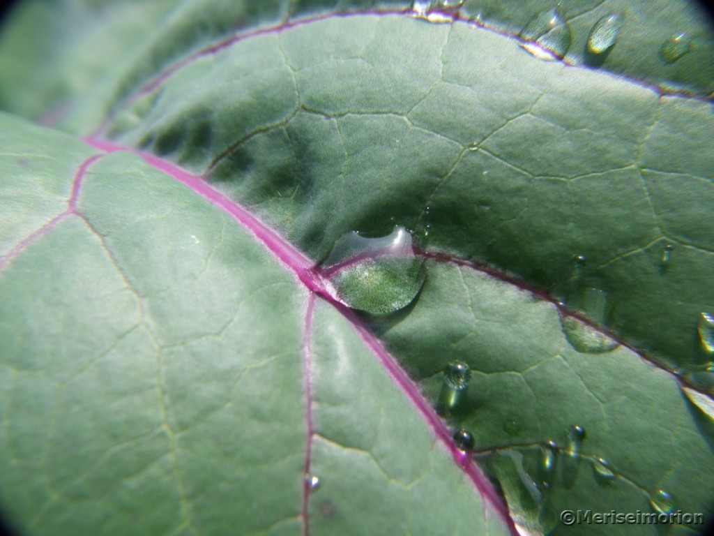 Kohlrabiblätter - Meriseimorion