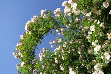 Ramblerrosen im Garten