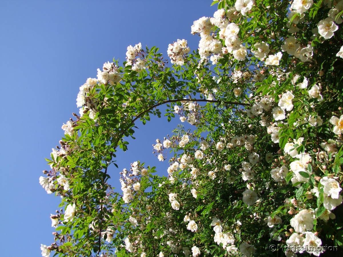 Ramblerrosen im Garten