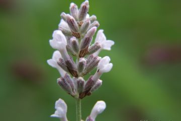 Makroaufnahme Lavendel