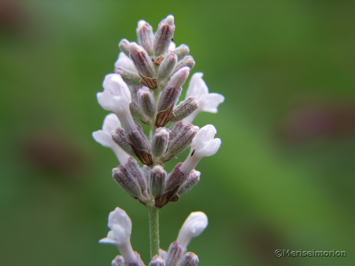 Makroaufnahme Lavendel