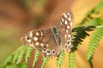 Brauner Waldvogel Schmetterling