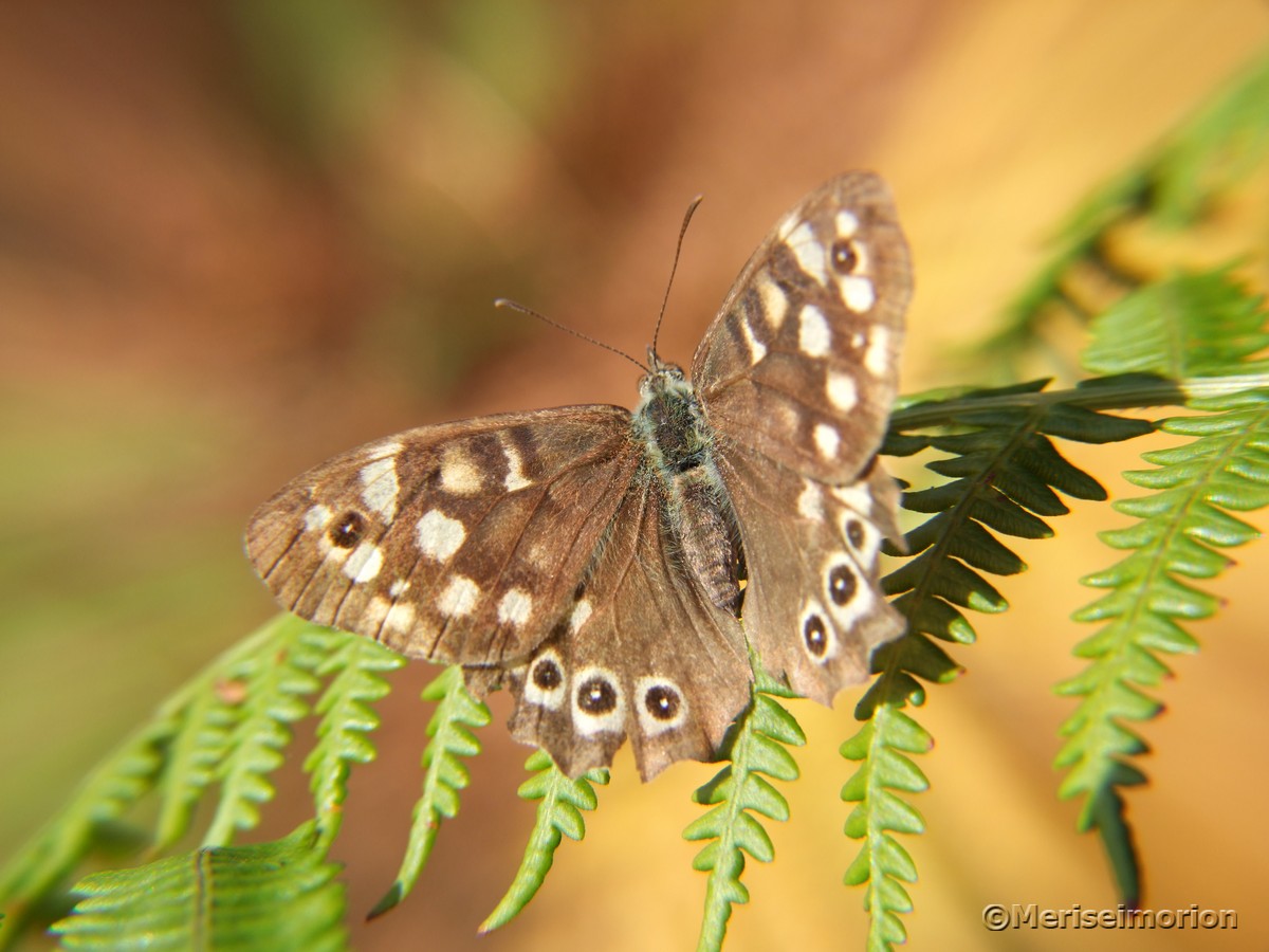 Brauner Waldvogel Schmetterling