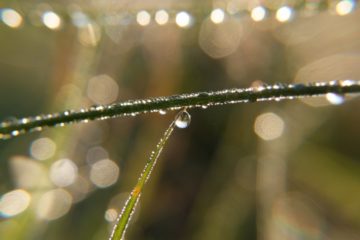 Herbstmorgen mit Tautropfen