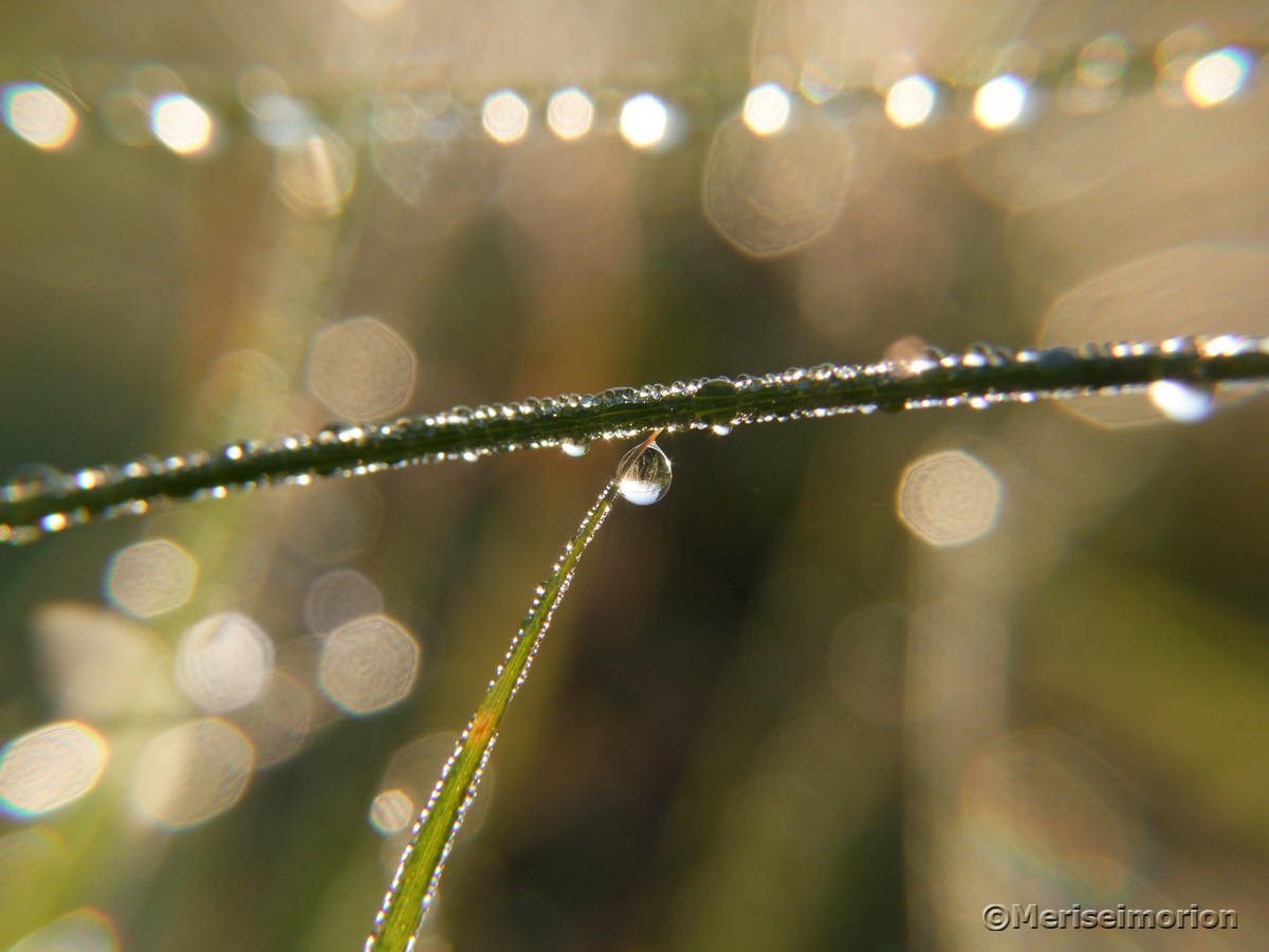 Herbstmorgen mit Tautropfen