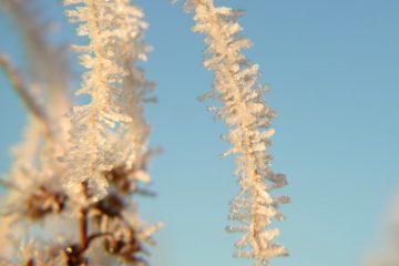 Eiskristalle im Winter