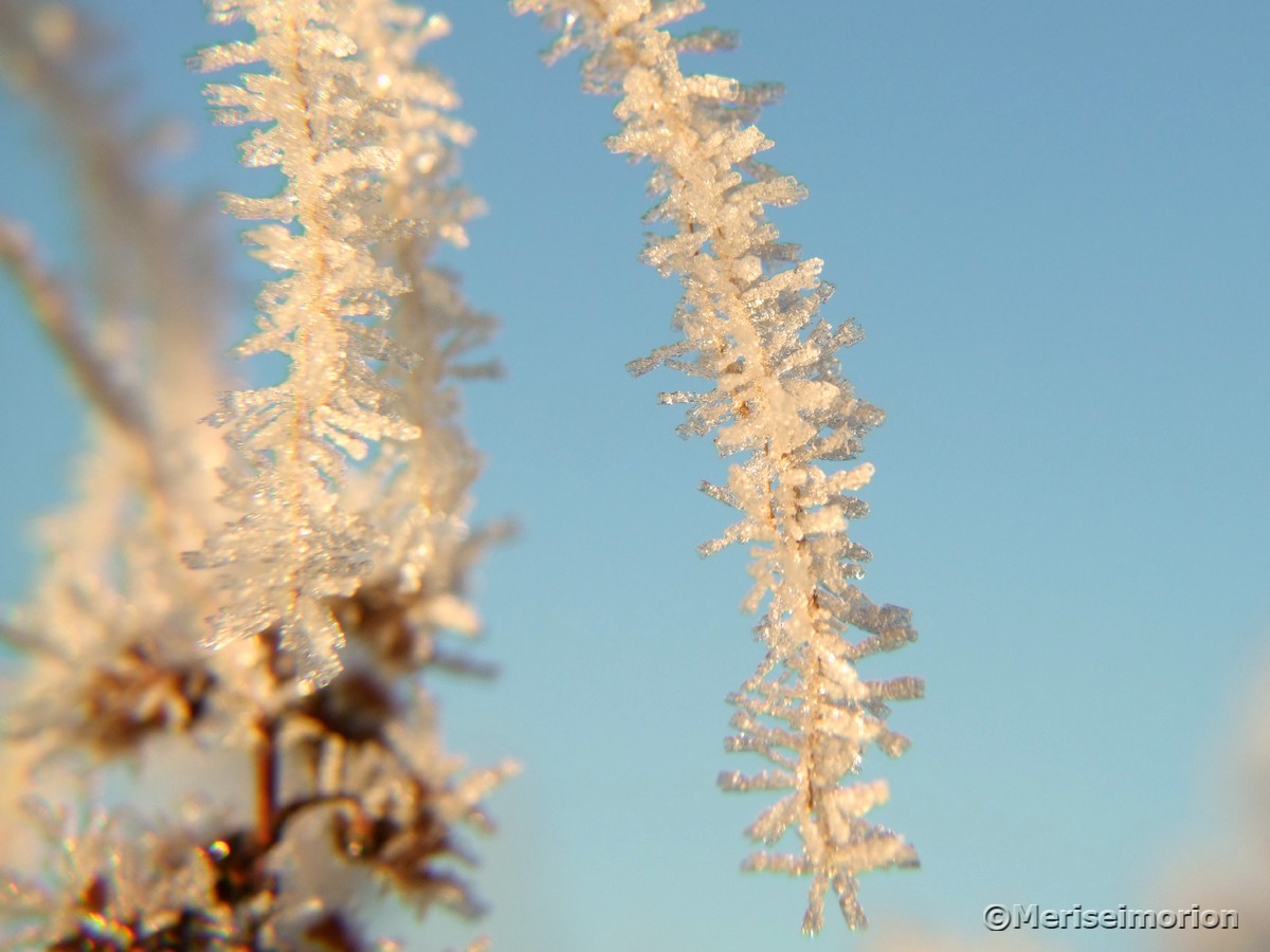 Eiskristalle im Winter