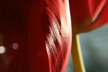 Rote Tulpen