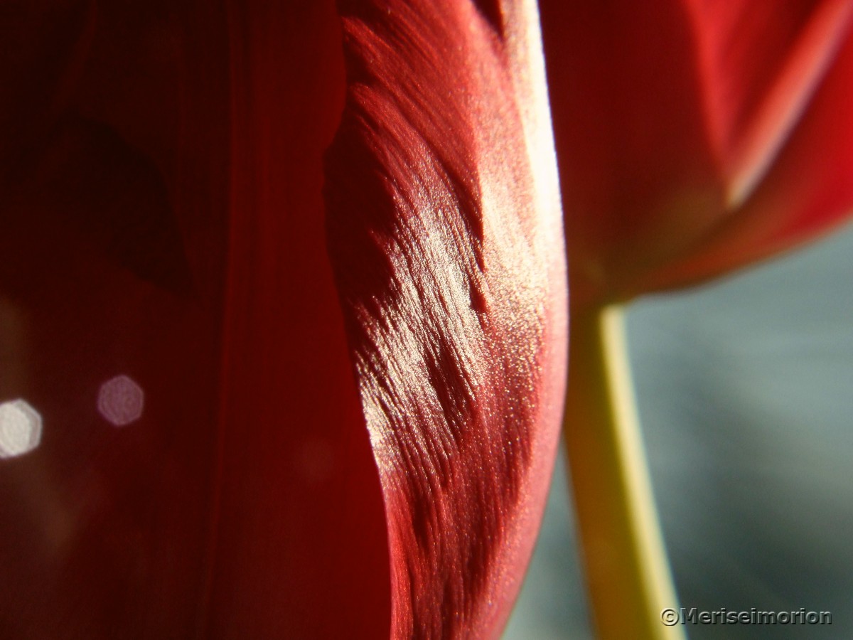 Rote Tulpen