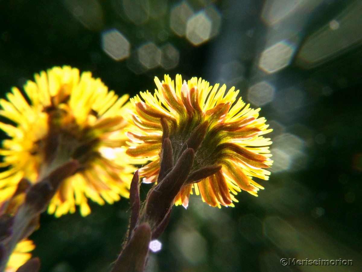 HuflattichblÃ¼ten