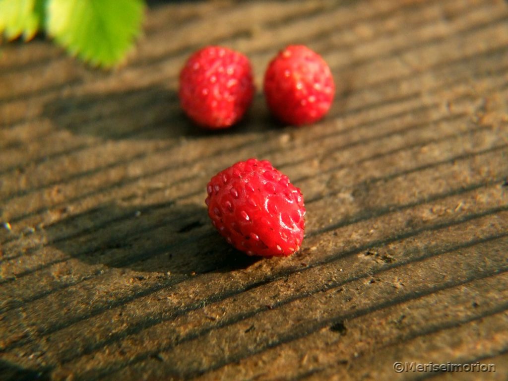 Wilde Erdbeeren im Garten Meriseimorion