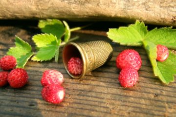 Wilde Erdbeeren